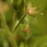 Stellaria pallida മറ്റ്