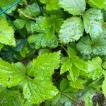 Rubus hispidus Leaf