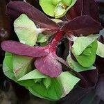 Euphorbia amygdaloides Blomma