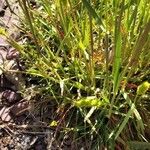 Rostraria cristata برگ