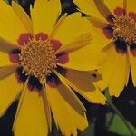 Coreopsis lanceolata Blüte