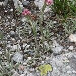 Antennaria dioica Облик