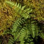 Woodsia ilvensis Elinympäristö