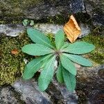 Pilosella piloselloides Leaf