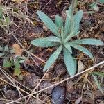 Echium italicum Hostoa