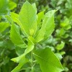 Pluchea indica Blad