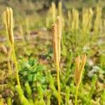 Lycopodium clavatum Frukto