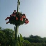 Leonotis nepetifoliaЦветок