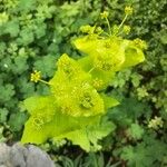 Smyrnium perfoliatum Kvet