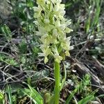 Dactylorhiza insularis Flower