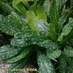 Cerinthe glabra Otro