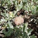 Artemisia tridentata Plod