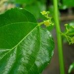 Colubrina asiatica Leaf