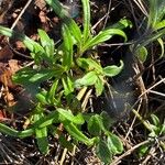 Helianthus angustifolius List