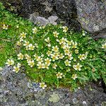 Saxifraga muscoides Anders