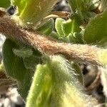 Oenothera humifusa Bark