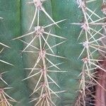 Leucostele terscheckii List