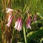 Crinum bulbispermum 葉