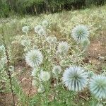 Echinops ritroFlor