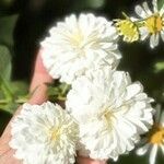 Montanoa bipinnatifida Flower