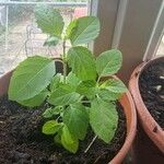 Ocimum tenuiflorumLeaf