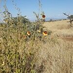 Abutilon hirtum 整株植物