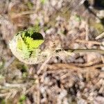 Osmundastrum cinnamomeum Lapas