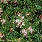 Vicia argentea Hábito
