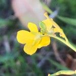 Brassica fruticulosa Blüte