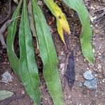 Echium vulgareLapas