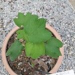 Gossypium herbaceum Likasa