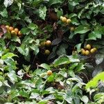 Maripa nicaraguensis 整株植物