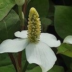 Houttuynia cordata Flower