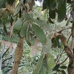 Opuntia hondurensis Corteza