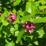 Calycanthus floridusFlower