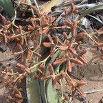 Welwitschia mirabilis Kwiat