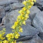 Verbascum lychnitis Blomst