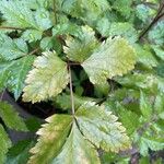 Astilbe japonica Hostoa