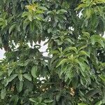 Ehretia acuminata Ravina