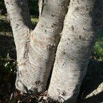 Laurus novocanariensis Кора
