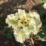 Crambe maritima Blad