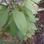 Vernonia arkansana Blad