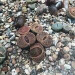 Lithops spp. Feuille