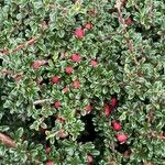 Cotoneaster microphyllus 形態