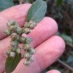 Cyrtocymura scorpioides Flower