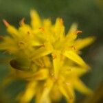Narthecium ossifragum 花