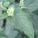 Teucrium scorodonia Blatt