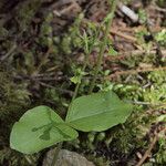 Neottia banksiana