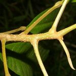 Conchocarpus nicaraguensis Bark