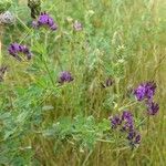 Medicago sativa موطن